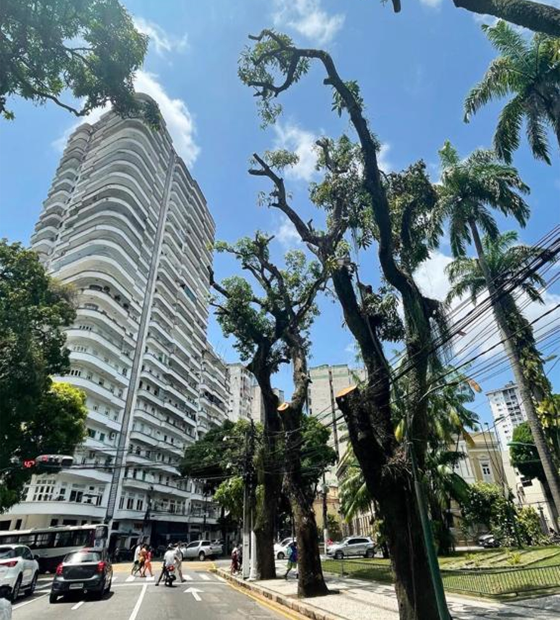 Gestão Ed50 depena mangueiras do trajeto do Círio pagando contrato emergencial de R$ 28,8 milhões