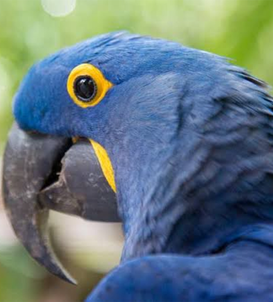 Morre em Belém, aos 15 anos de idade, “Duda”, a arara-azul que era mascote do Bosque Rodrigues Alves