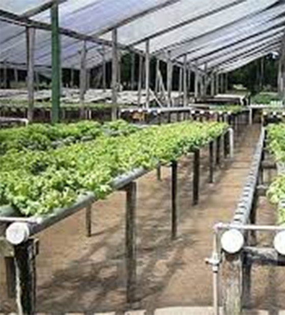 Cheiro verde, pipoca, raspa-raspa e maconha agitam mercado para ricos e pobres no verão