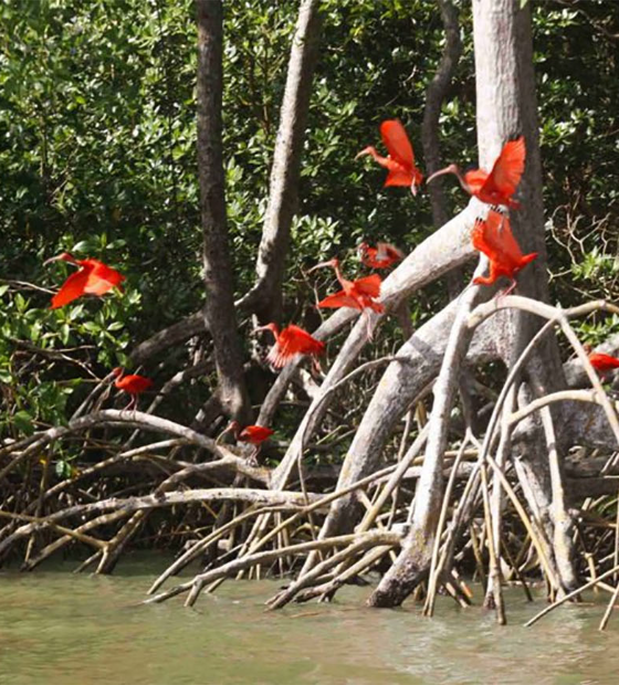 Grandes empreendimentos avançam e Pará patina no combate à contaminação de mangues