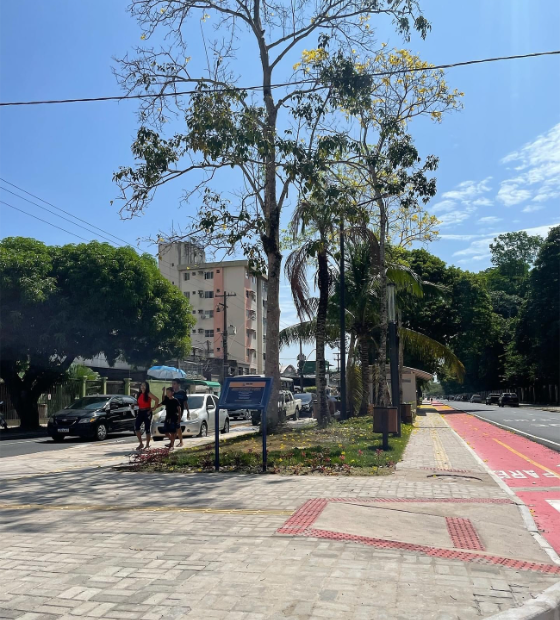 Na contramão da COP30, prefeitura liga motosserra e devasta arborização da avenida Romulo Maiorana
