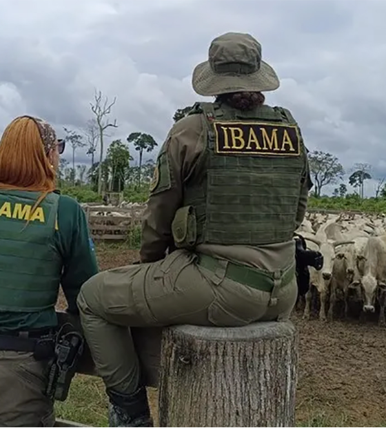 Pecuaristas denunciam Ibama por retirada ilegal de gado na região de Chapadão, em Santarém