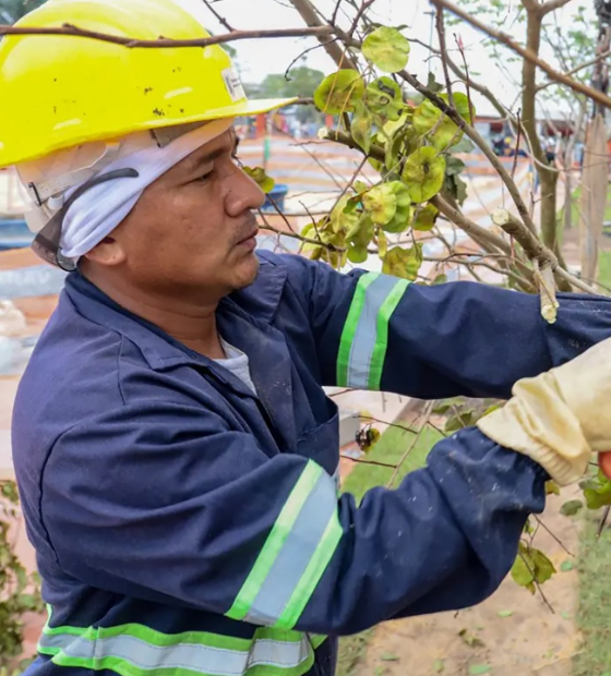 Prevaleceu o bom senso: governo do Pará troca plástico por vegetação natural na Nova Doca