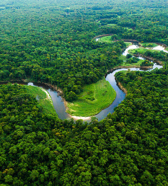 Justiça Federal nega pedido de suspensão de contrato de captação de recursos de REDD+ no Pará
