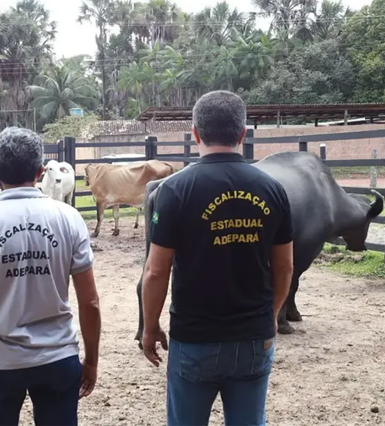 Produtores rurais pedem à Justiça suspensão do sistema de rastreamento bovino do Estado