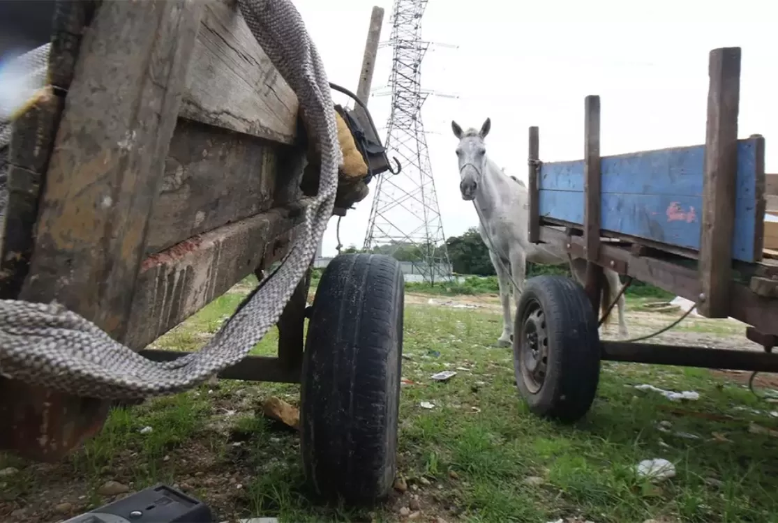 Carroças têm 30 dias para sair de cena em Belém antes que o palco da COP se abra