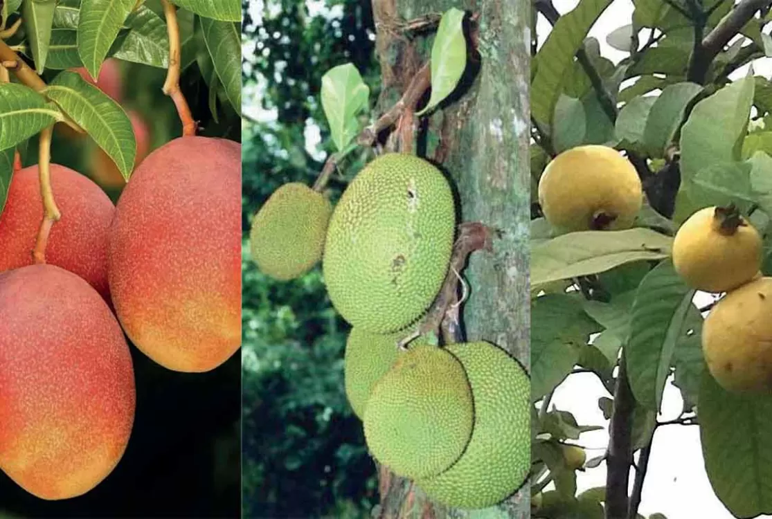 Senado pressiona e governo suspende a lista de espécies exóticas produtivas