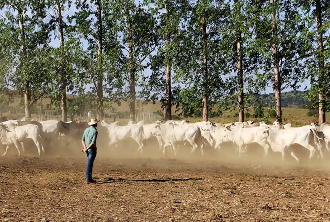 Pecuária brasileira encerra ano de 2025 projetando futuro mais sustentável