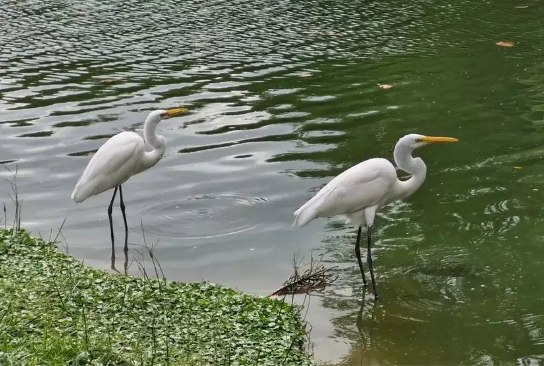 Mangal das Garças celebra 21 anos com programação gratuita e novo mapa ilustrado