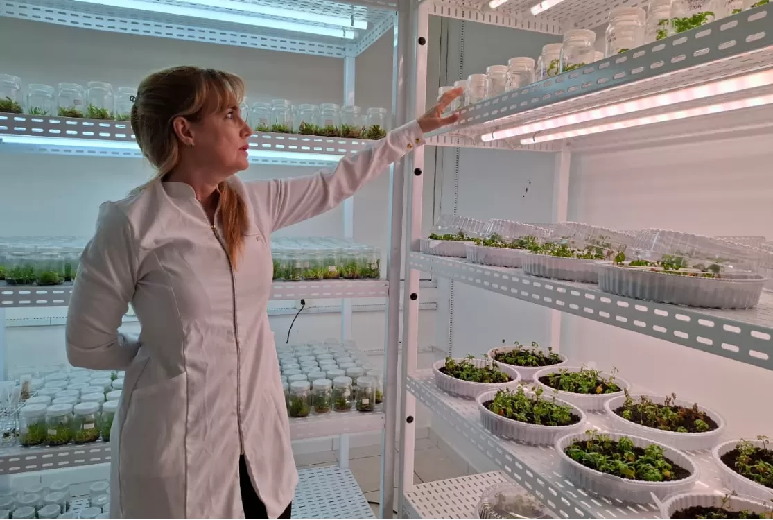 Ufopa cria estratégia para garantir o cultivo da unha-de-gato medicinal