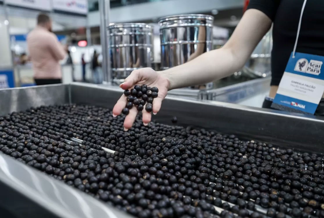 Programa de fomento da cadeia do açaí inicia adesão de produtores no Pará