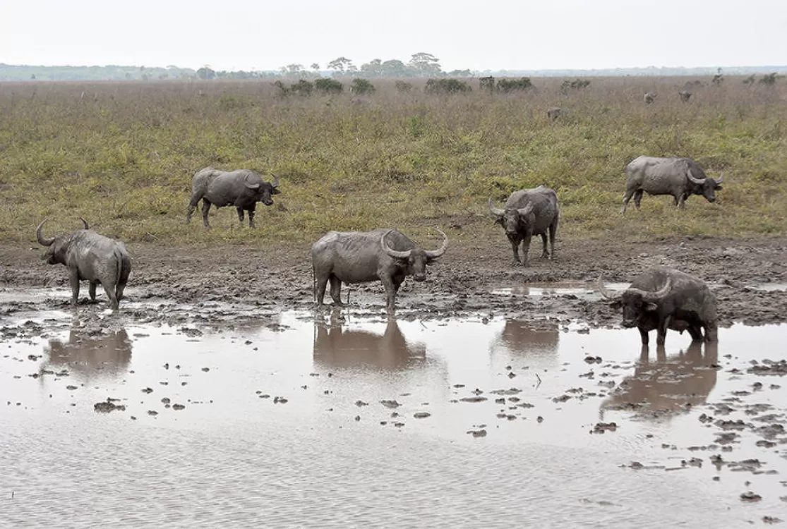 Abate de búfalos exóticos na Amazônia será retomado após autorização da Justiça