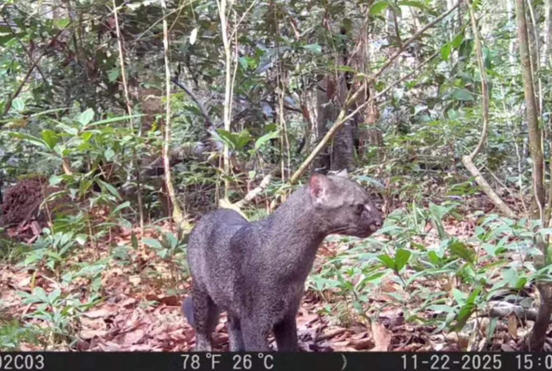 Jaguarundi, espécie rara de felino e ameaçado de extinção, é flagrado no Pará