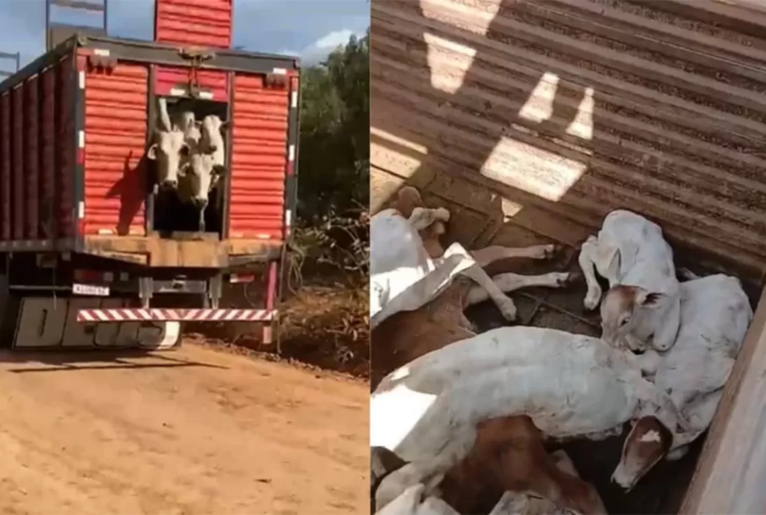 Carne do rebanho apreendido pelo ICMBio gera dúvidas de controle sanitário
