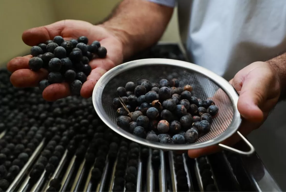 Açaí, cupuaçu e jenipapo são destaque em pesquisa nutricional internacional