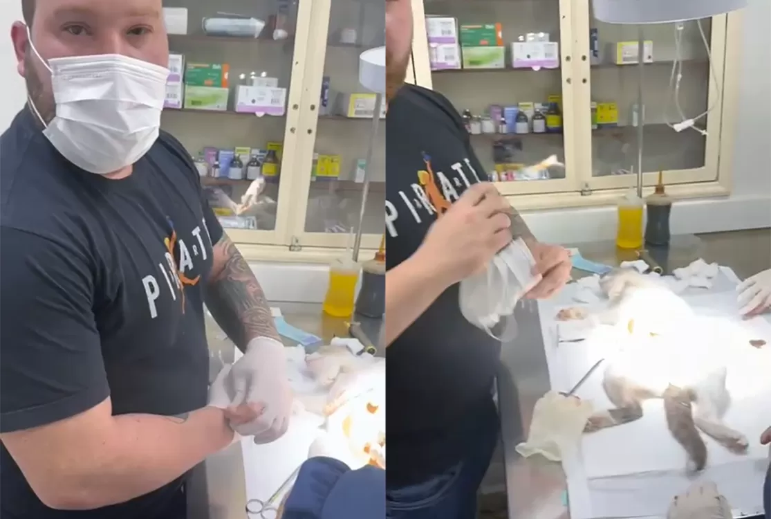 Falso veterinário é preso enquanto operava gato; outro animal teve perna amputada