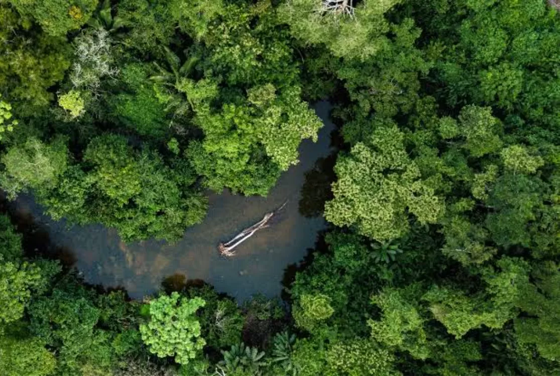 BNDES libera R$ 200 milhões para restauração de florestas na Amazônia