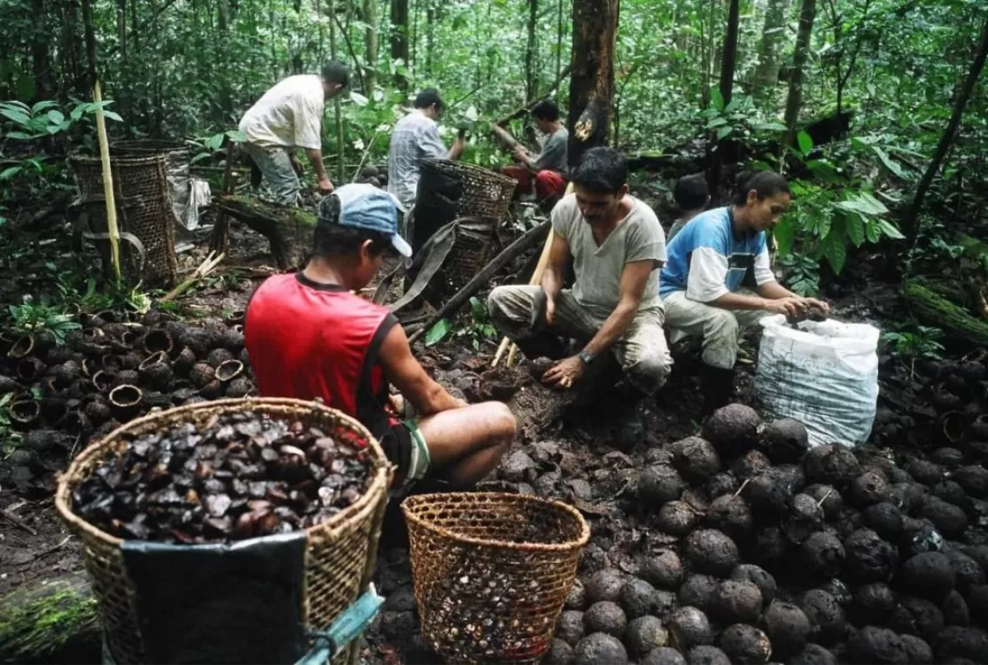 Populações extrativistas ganham apoio para mestrado e doutorado no Pará