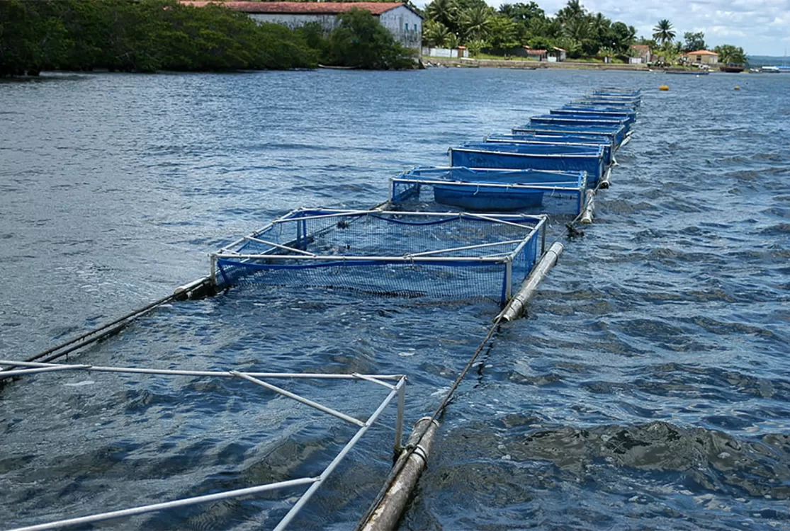 Conama muda regras ambientais para a criação de peixes e crustáceos em 2027